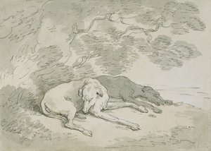 Slapende windhonden
